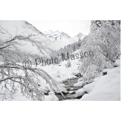 Fruitière sous la neige